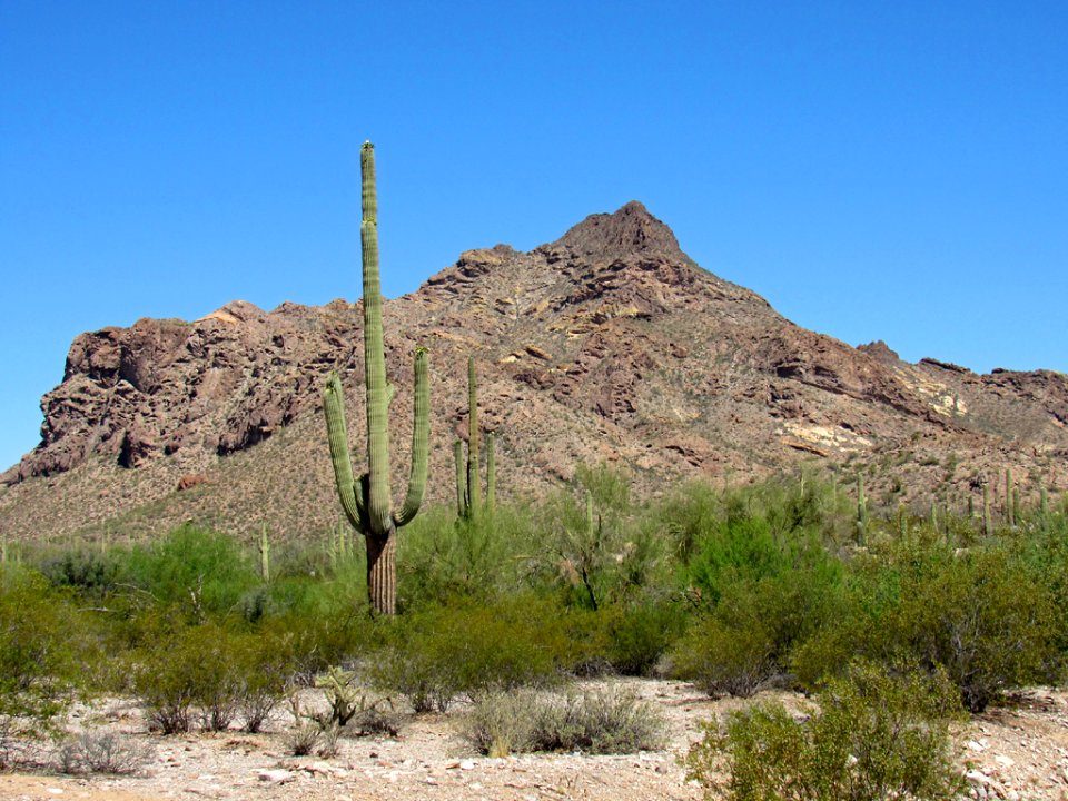 Organ Pipe Cactus NM in Arizona