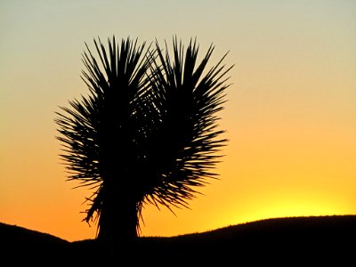 Sunrise at Joshua Tree NP in CA