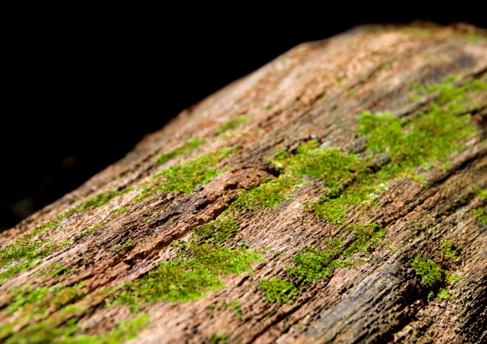 Moss on Wood