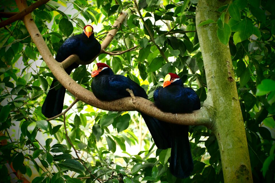 Tree black feathers
