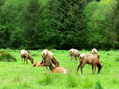 Elk Herd at Prairie Creek Redwoods SP in California photo