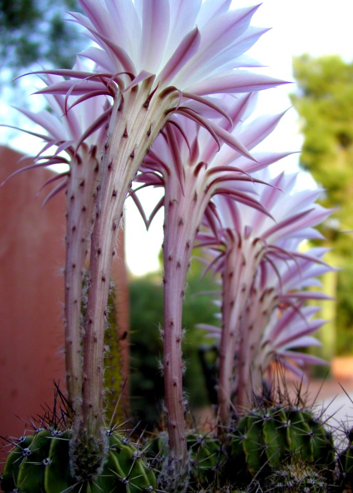 Mini Palms?