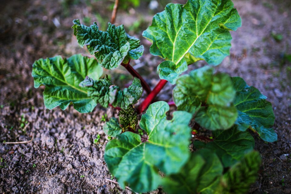 Rhabarbarum rhubarb leaf