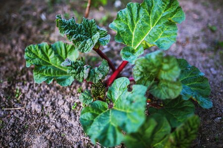 Rhabarbarum rhubarb leaf