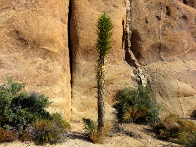 Joshua Tree NP in CA
