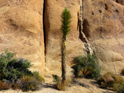 Joshua Tree NP in CA photo