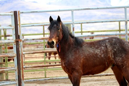 8461  3 year old Gelding (3)