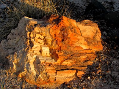 Crystal Forest at Petrified Forest NP in Arizona