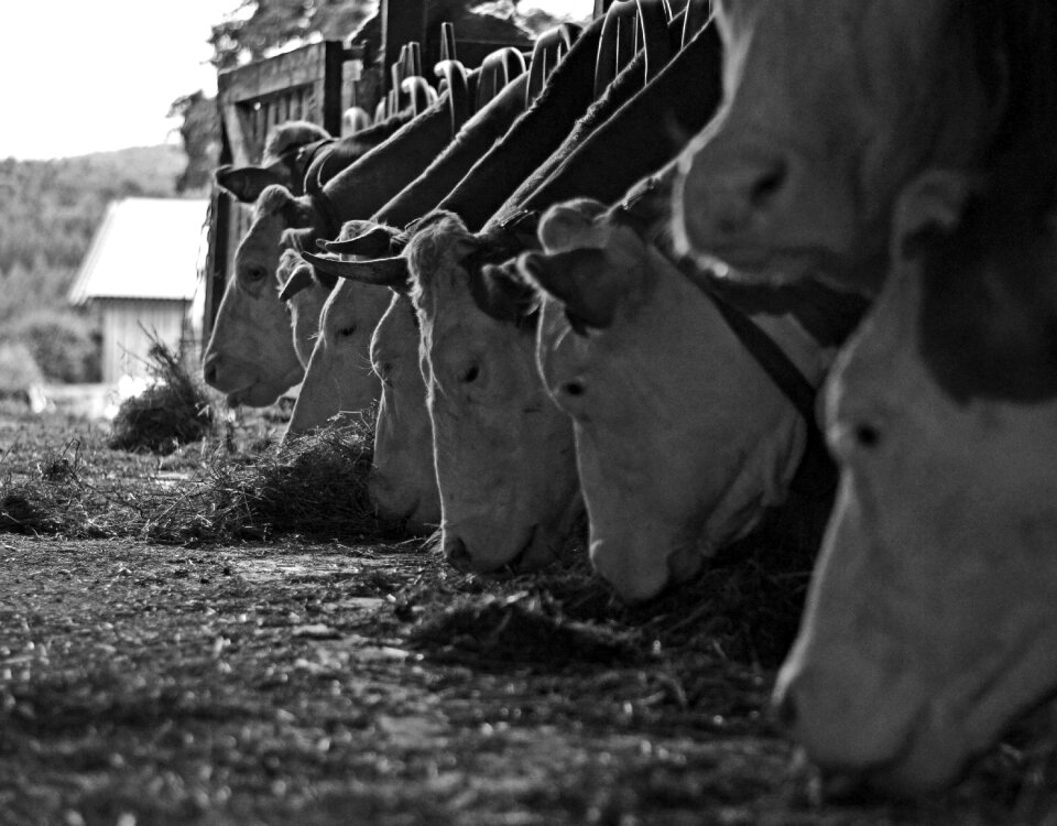 Farm nature feeding