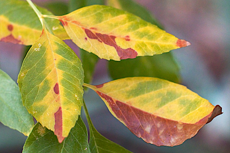 Ash Leaves are Leaving