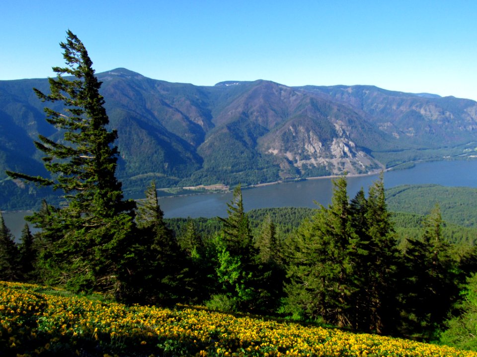 Wildflowers on Dog Mountain Trail in WA