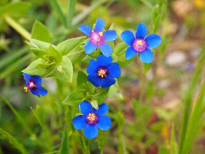 Bloom blue raindrop