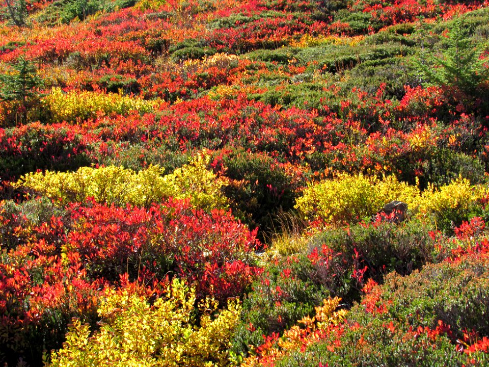 Autumn at Skyline Trail at Mt. Rainier NP in WA
