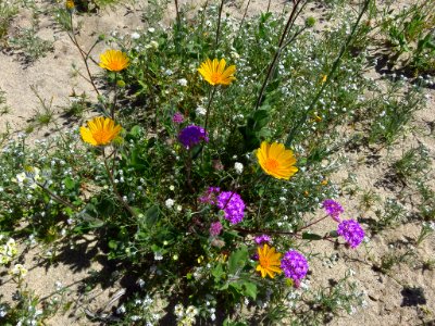 Wildflowers at Anza-Borrego Desert SP in CA photo