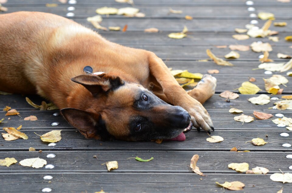 Malinois sweet wooden bridge