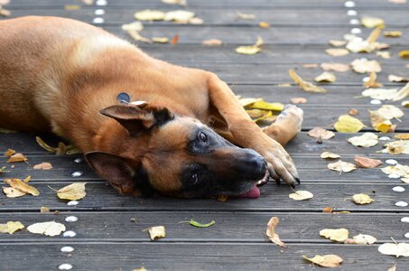 Malinois sweet wooden bridge
