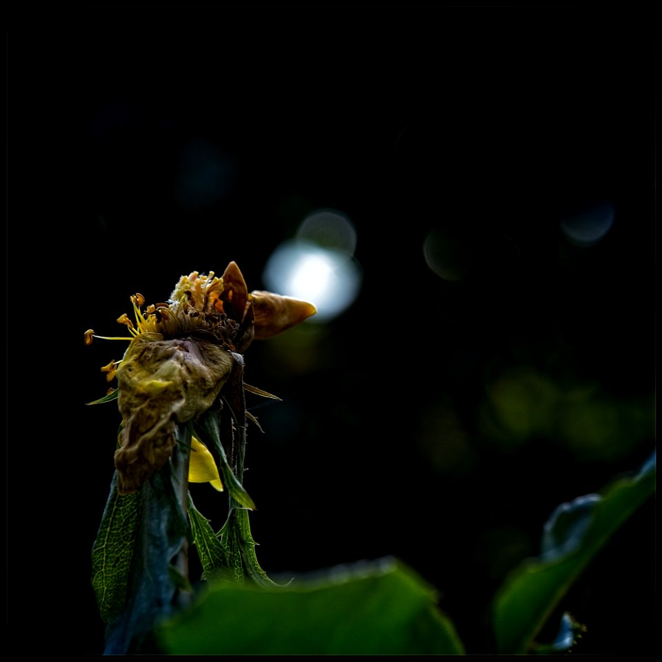 Pistils