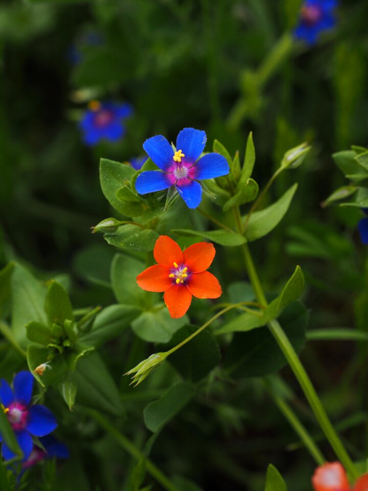 Bloom blue raindrop