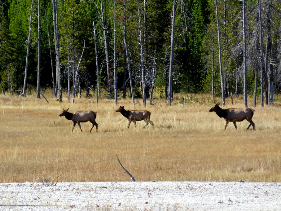 Elk Herd at Yellowstone NP in Wyoming
