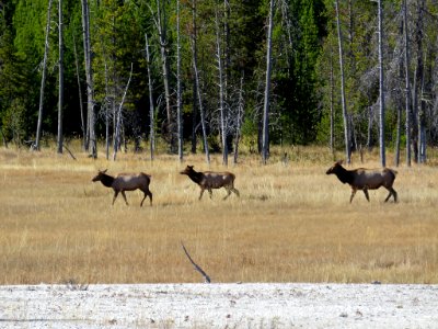 Elk Herd at Yellowstone NP in Wyoming