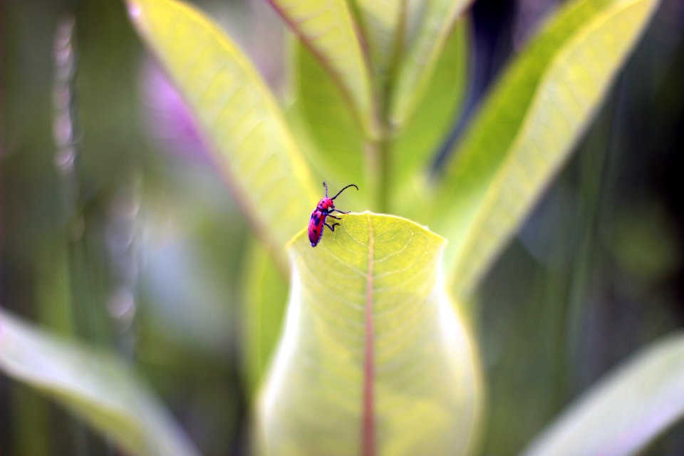 Milkweed Beetle on Common Milkweed