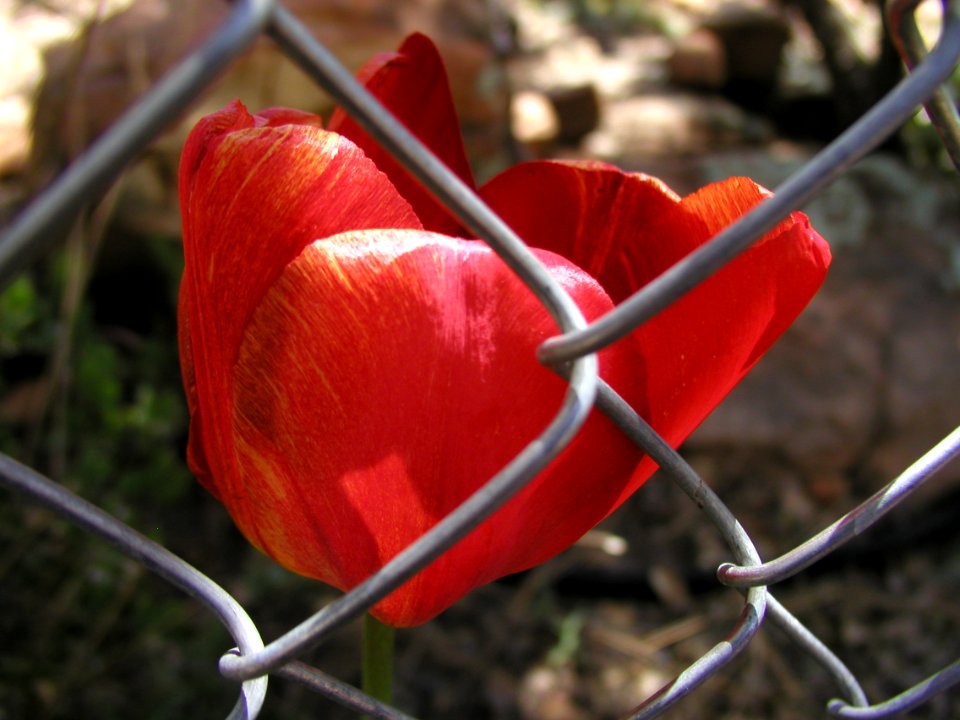 Imprisoned Tulip