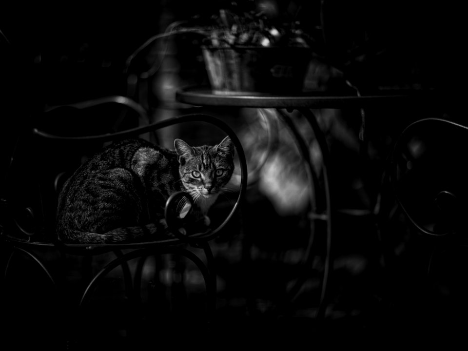 The Neighbours' Cat