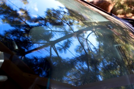 Ponderosa in the Windshield