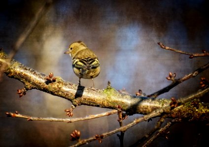 Greenfinch - Chloris chloris photo