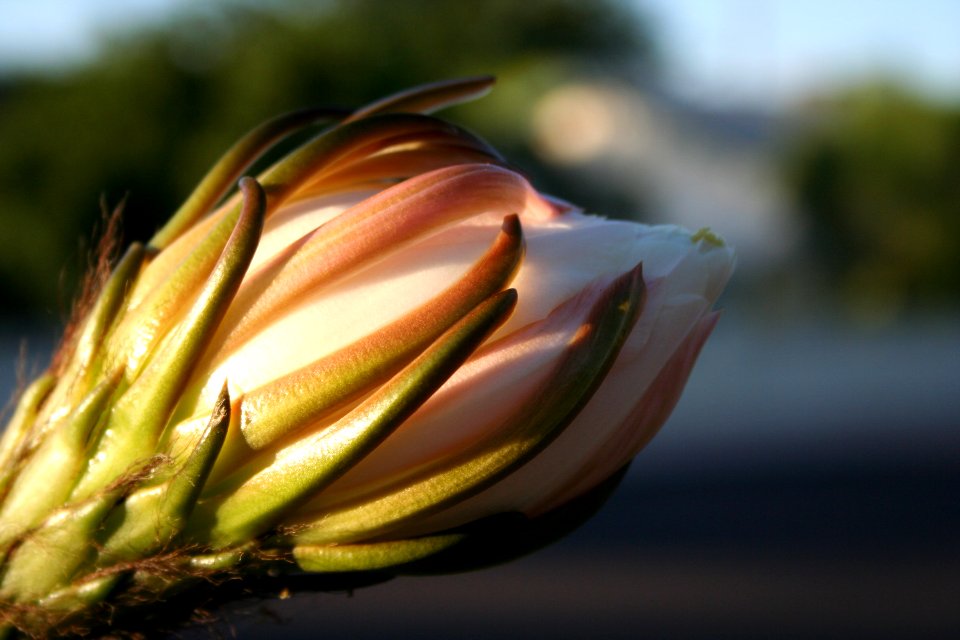 One Day Cactus Flower