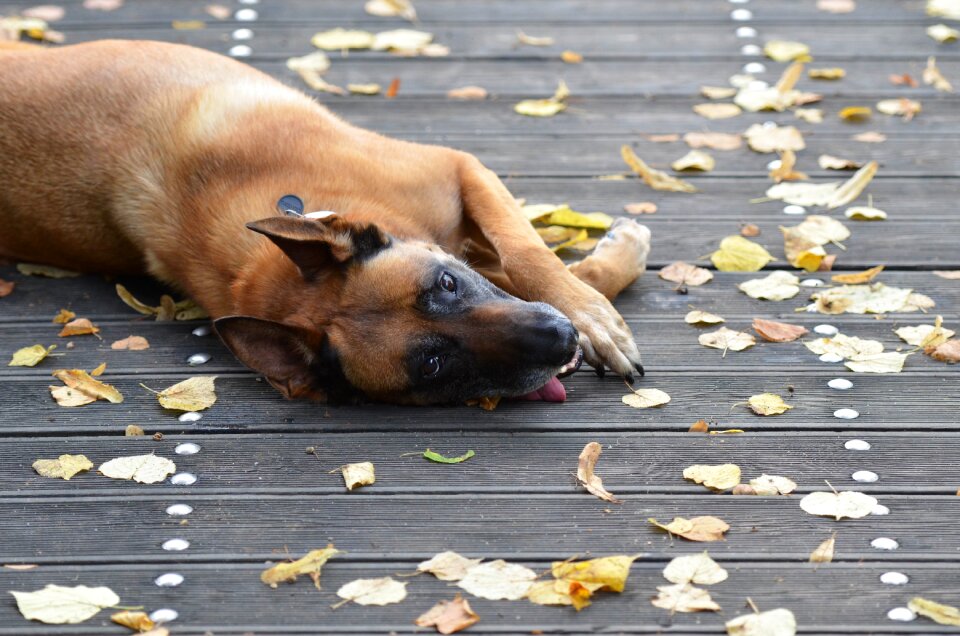 Malinois sweet wooden bridge