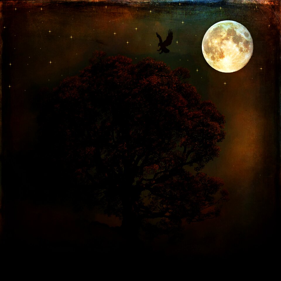Dark moonlight tree