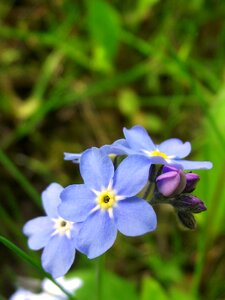 Flower blue unforgettable photo