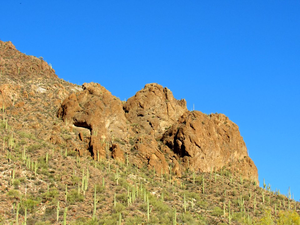 Saguaro NP in Arizona