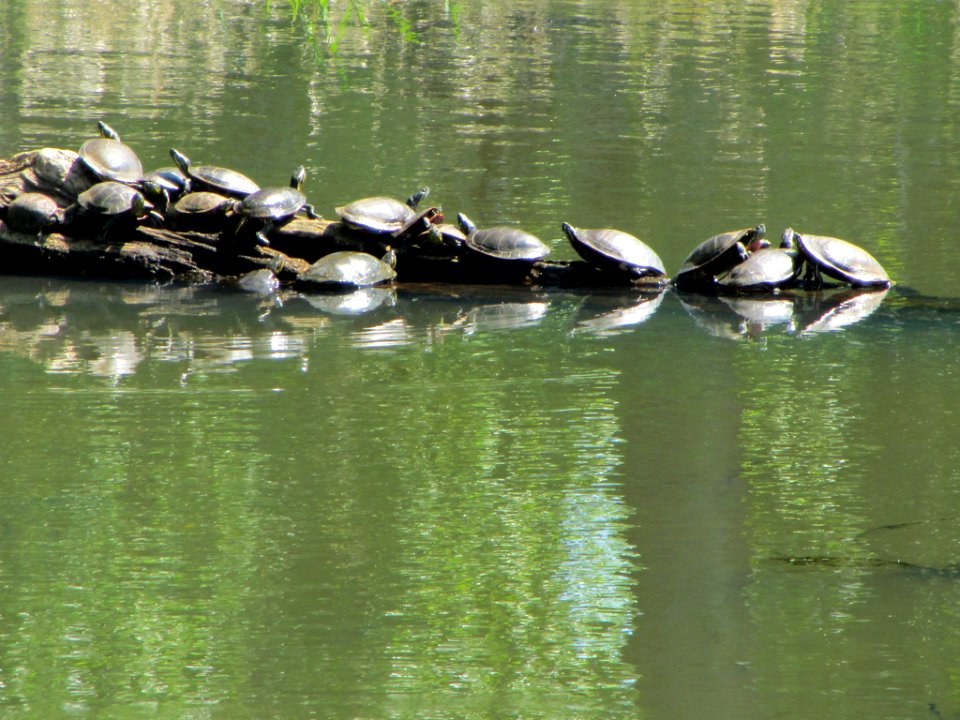 Western Turtles at Steigerwald Lake NWR in WA