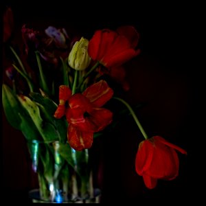 Tulips in a Vase photo