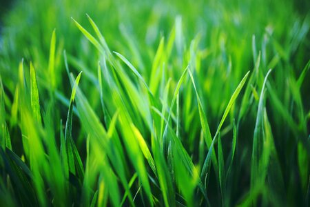 Spring green healthy