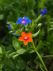 Bloom blue raindrop