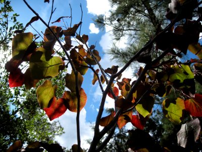 Glowing Leaves