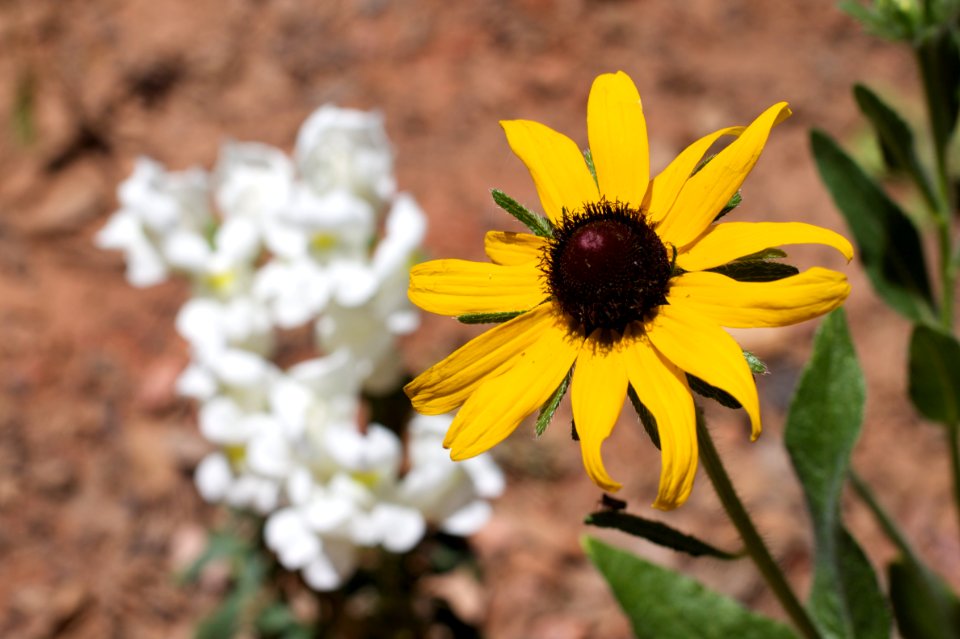 Two Flowers One Garden