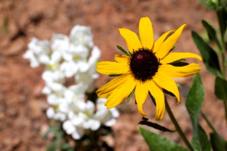 Two Flowers One Garden