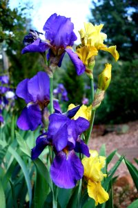 Iris Color Explosion