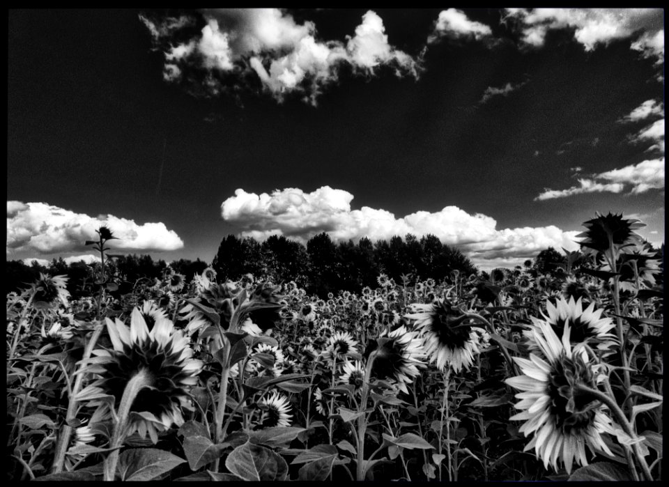 Sunflowers