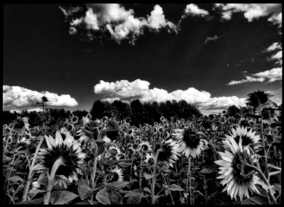 Sunflowers photo