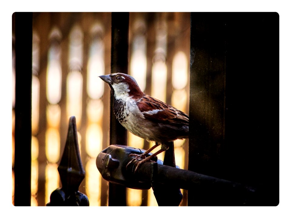 Sparrow at the Gates