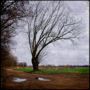 In Flanders' Fields photo