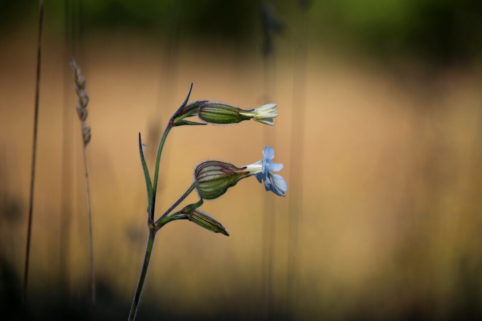 Smock plant pasture