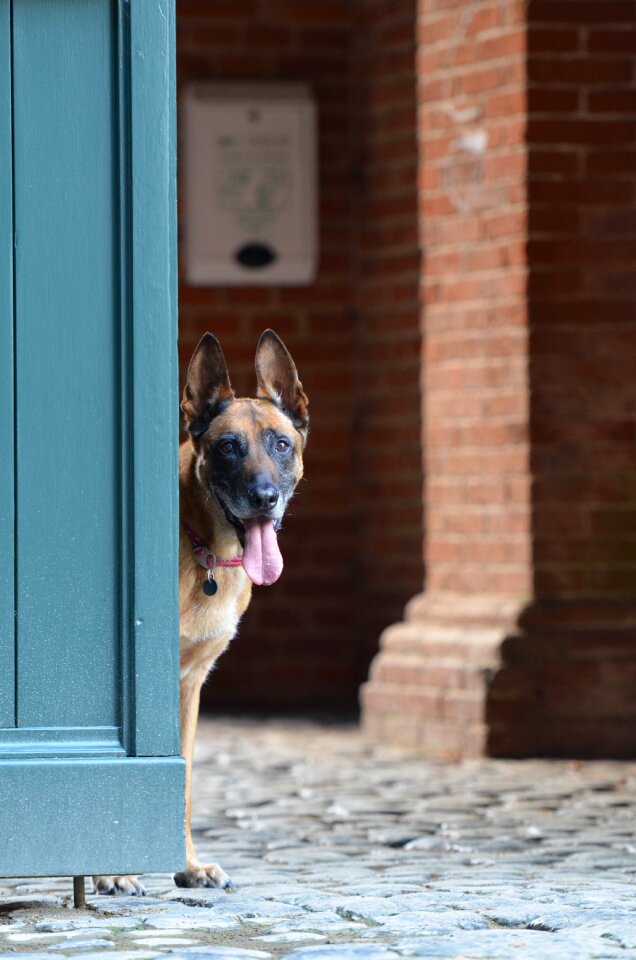 Malinois door belgian shepherd dog photo