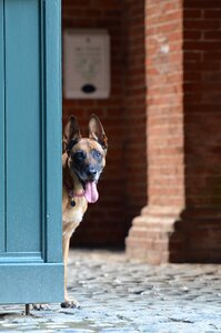 Malinois door belgian shepherd dog photo