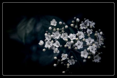 White Xmas